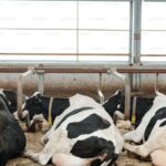 Remisión de leche creció 5,7 % en el semestre en Uruguay